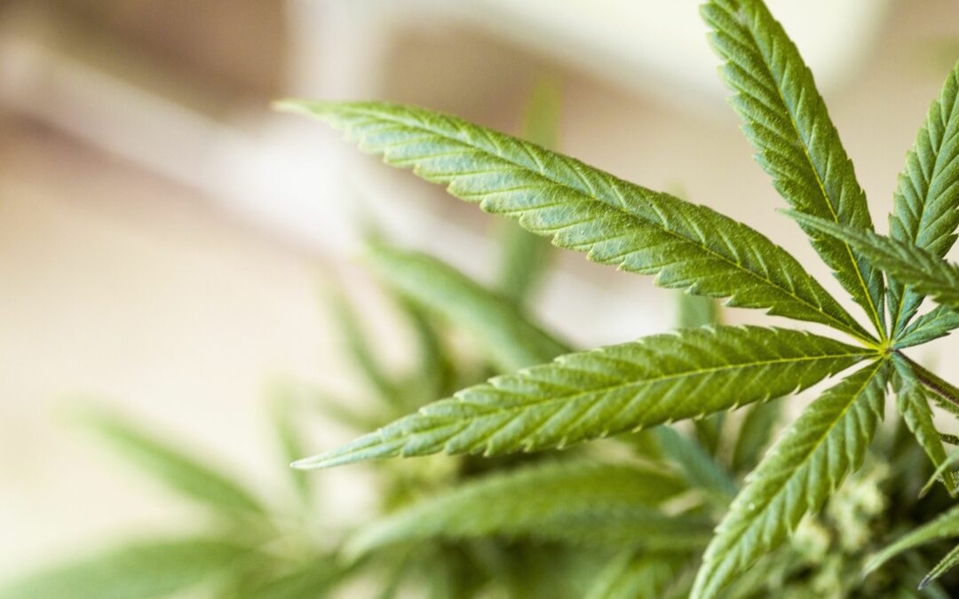 Lauterbachs absurde Cannabis-Politik