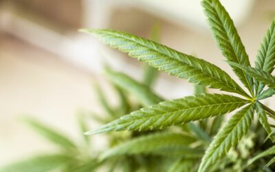 Lauterbachs absurde Cannabis-Politik